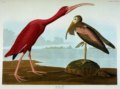 スカーレットアイビス 作： John James Audubon