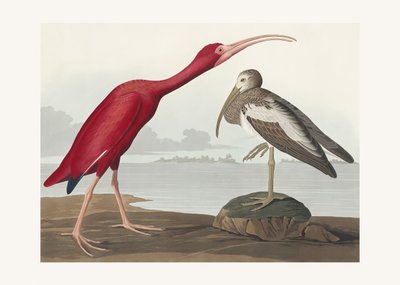  作： John James Audubon