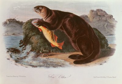 北アメリカの四足獣からのラッコ（1842-5） 作： John James Audubon
