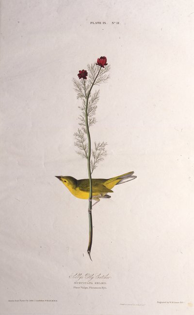 セルビーズフライキャッチャー。アメリカの鳥、1827-1838から。 作： John James Audubon