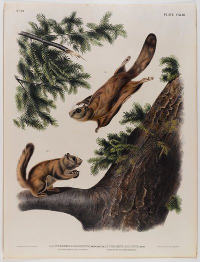 セバーンリバームササビ（左）とロッキーマウンテンムササビ（右） 作： John James Audubon