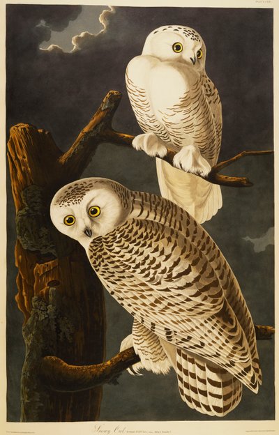 シロフクロウ 作： John James Audubon
