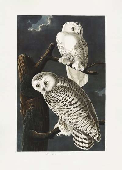  作： John James Audubon