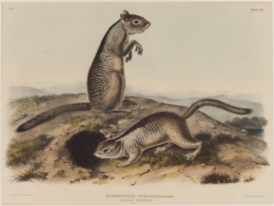 Spermophilus Douglassii（2匹のダグラスリス） 作： John James Audubon
