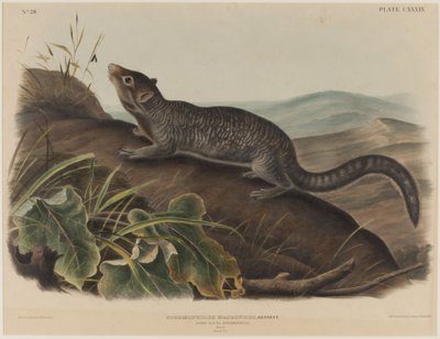 Spermophilus Macrourus（オビロヨタカ） 作： John James Audubon