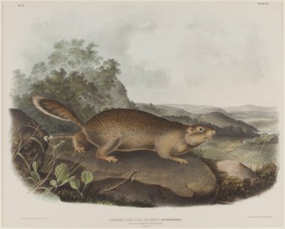 Spermophilus Parry（パリーのマーモットリス） 作： John James Audubon