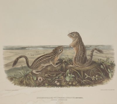 Spermophilus Tridecemlineatus（2匹のヒョウリス） 作： John James Audubon