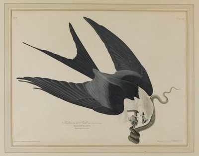  作： John James Audubon