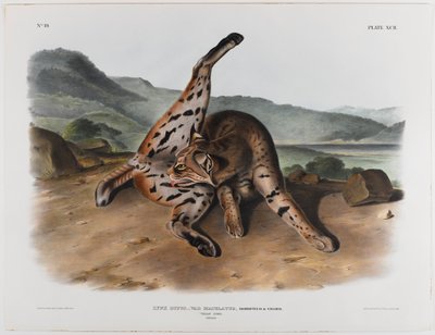 テキサンリンクス 作： John James Audubon