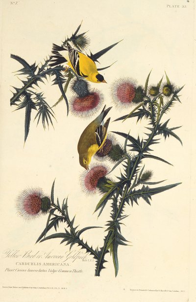 アメリカのゴールドフィンチ。アメリカの鳥、1827-1838から。 作： John James Audubon