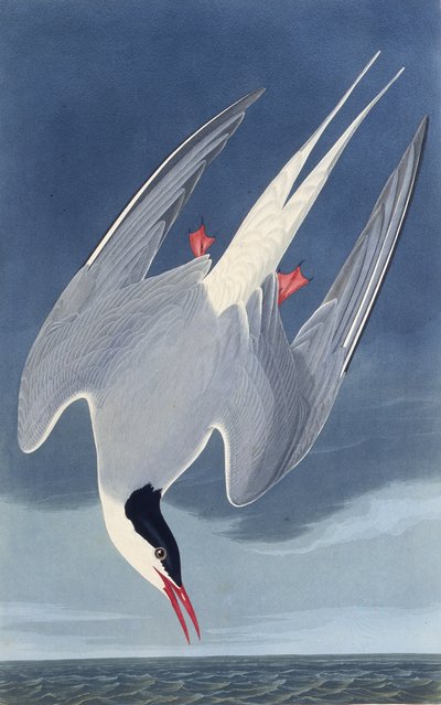 北極アジサシ。アメリカの鳥、1827-1838から。 作： John James Audubon