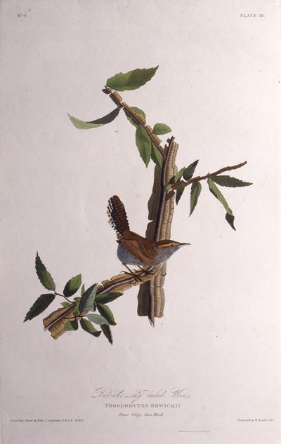 Bewicksはミソサザイ。アメリカの鳥、1827-1838から。 作： John James Audubon