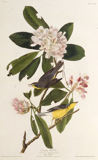 カナダのウグイス。アメリカの鳥、1827-1838から。 作： John James Audubon
