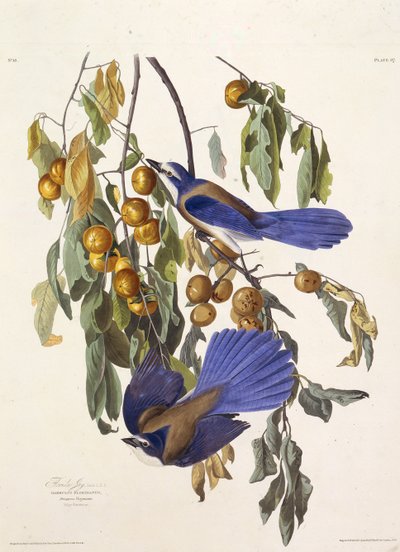 フロリダのスクラブジェイ。アメリカの鳥、1827-1838から。 作： John James Audubon