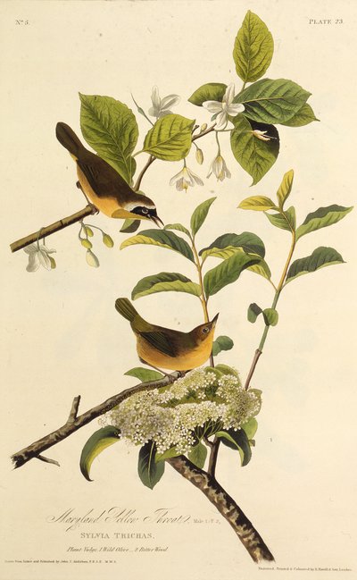 メリーランドイエロースロート。アメリカの鳥、1827-1838から。 作： John James Audubon