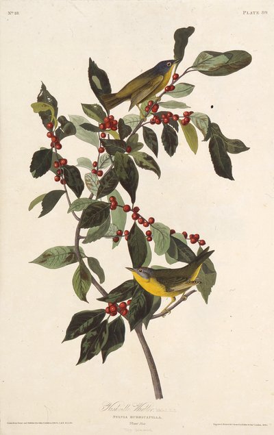 ナッシュビルのウグイス。アメリカの鳥、1827-1838から。 作： John James Audubon