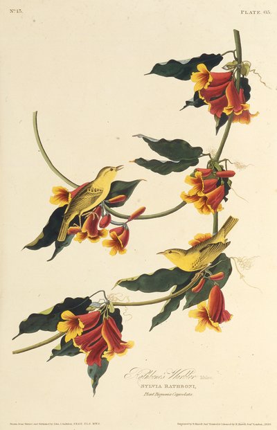 ラスボーンワーブラー。アメリカの鳥、1827-1838から。 作： John James Audubon