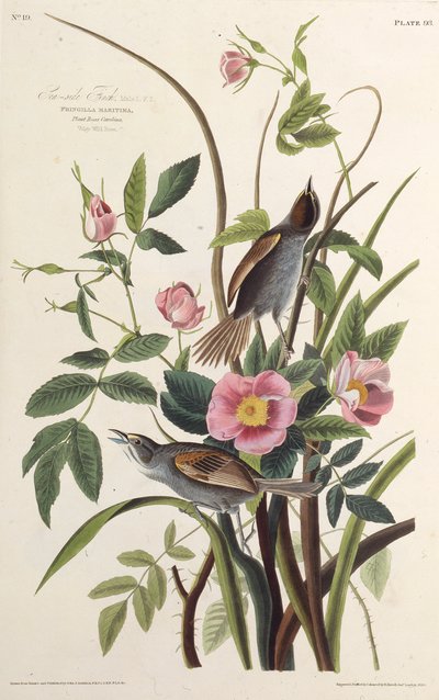海側フィンチ。アメリカの鳥、1827-1838から。 作： John James Audubon