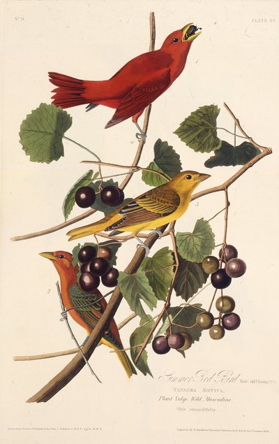 夏の赤い鳥。アメリカの鳥、1827-1838から。 作： John James Audubon