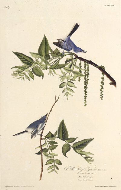 青灰色のブヨ。アメリカの鳥、1827-1838から。 作： John James Audubon