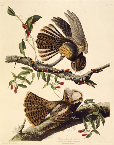 チャックウィルウィドウ。アメリカの鳥、1827-1838から。 作： John James Audubon