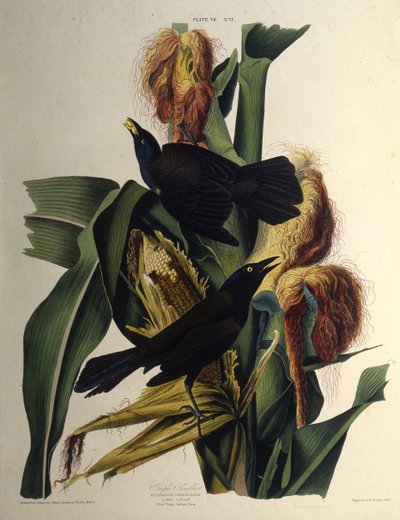 一般的なグラックル。アメリカの鳥、1827-1838から。 作： John James Audubon