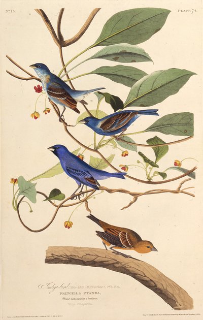 インディゴバード。アメリカの鳥、1827-1838から。 作： John James Audubon