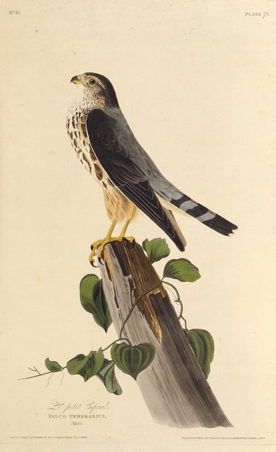 マーリン。アメリカの鳥、1827-1838から。 作： John James Audubon