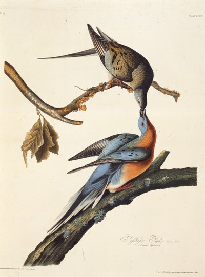 乗客の鳩。アメリカの鳥、1827-1838から。 作： John James Audubon