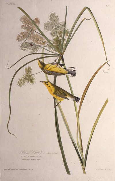 大草原のウグイス。アメリカの鳥、1827-1838から。 作： John James Audubon