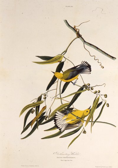 代名詞のウグイス。アメリカの鳥、1827-1838から。 作： John James Audubon