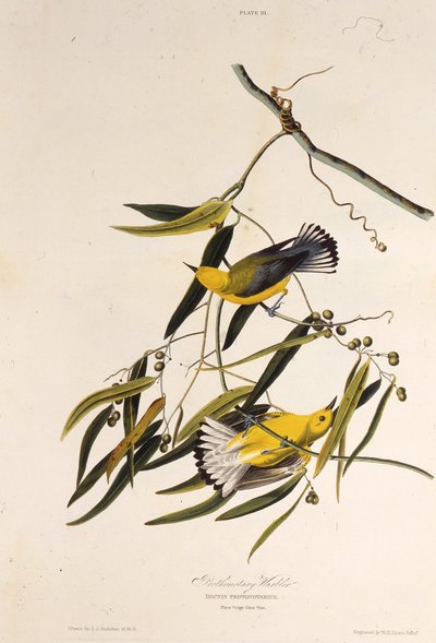 代名詞のウグイス。アメリカの鳥、1827-1838から。 作： John James Audubon