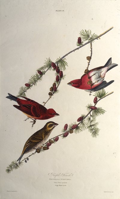 紫色のフィンチ。アメリカの鳥、1827-1838から。 作： John James Audubon