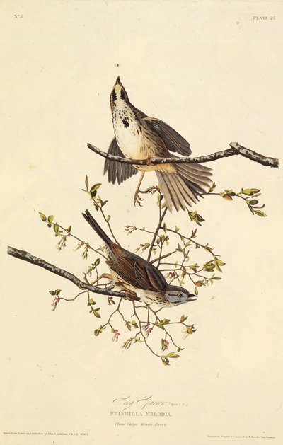 歌すずめ。アメリカの鳥、1827-1838から。 作： John James Audubon