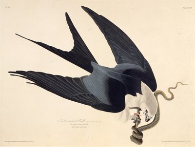 ツバメの凧。アメリカの鳥、1827-1838から。 作： John James Audubon