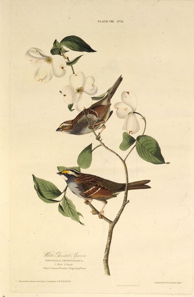 白のどスズメ。アメリカの鳥、1827-1838から。 作： John James Audubon