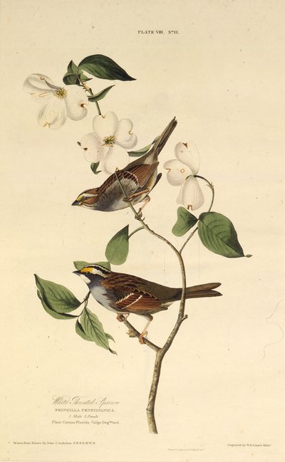 白のどスズメ。アメリカの鳥、1827-1838から。 作： John James Audubon