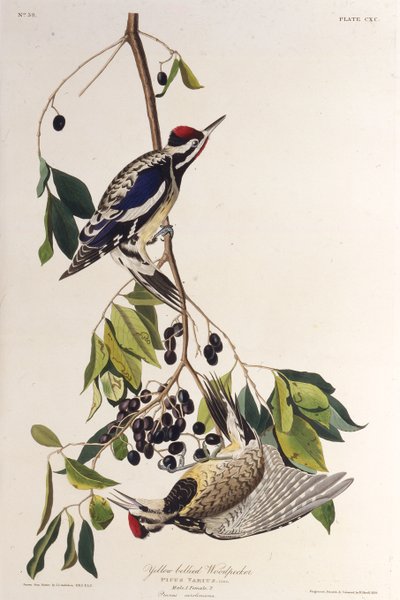 黄色い腹のサッカー。アメリカの鳥、1827-1838から。 作： John James Audubon