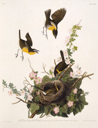 黄色い胸のチャット。アメリカの鳥、1827-1838から。 作： John James Audubon