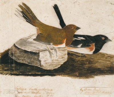 ジョウビタキ 作： John James Audubon