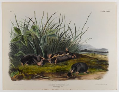 Townsendsじゃじゃ馬 作： John James Audubon