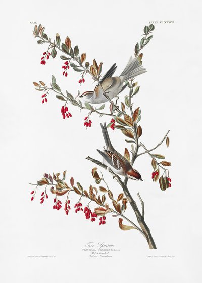  作： John James Audubon