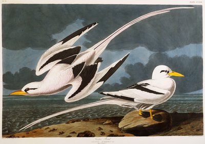 熱帯鳥 作： John James Audubon