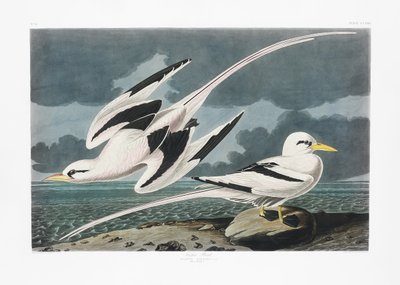  作： John James Audubon