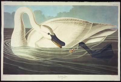 トランペッタースワン 作： John James Audubon