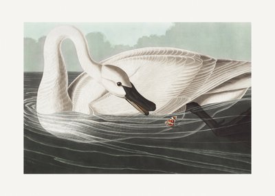  作： John James Audubon