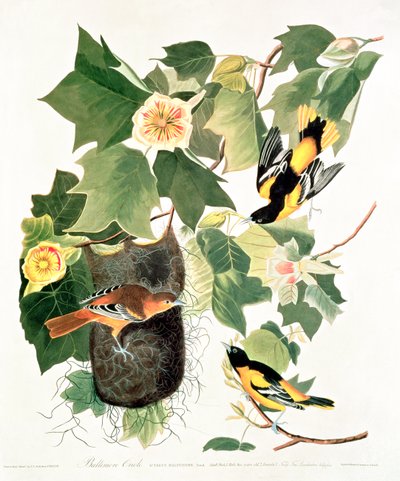 チューリップの木: Liriodendron tulipifera、「アメリカの鳥」より 作： John James Audubon