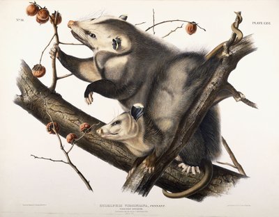 バージニア州オポッサム、1845 作： John James Audubon