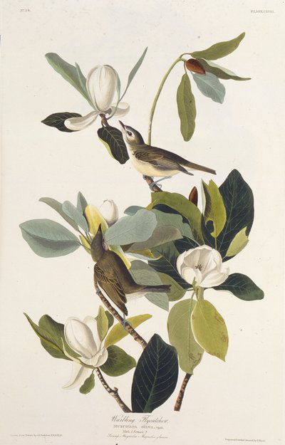 ゴロゴロヒタキ。アメリカの鳥、1827-1838から。 作： John James Audubon