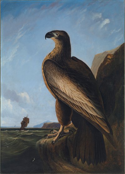 ワシントン・シーイーグル 1836-1839年頃 作： John James Audubon